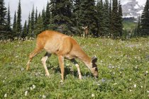 Deer grazing In Park — Stock Photo