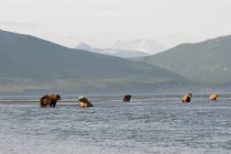 Cinco ursos-pardos — Fotografia de Stock