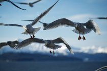 Seagull Flock flying in sky — Stock Photo