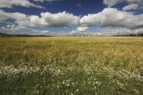 Пшеничное поле с цветами — стоковое фото