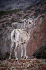 Chèvre sauvage debout près du canyon — Photo de stock