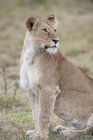 Lioness sitting on grass — Stock Photo