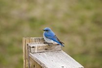 Male Mountain Bluebird — Stock Photo