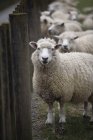 Troupeau de moutons debout — Photo de stock