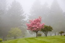 Dogwood árboles en niebla - foto de stock