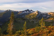 Picos montañosos con árboles - foto de stock
