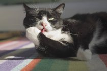 Cat liking Paw — стоковое фото
