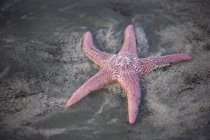 Estrela-do-mar que coloca na praia — Fotografia de Stock