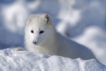 Polarfuchs erkundet Neuschnee — Stockfoto