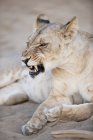 Lionne à l'expression faciale dangereuse — Photo de stock