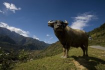 Buffalo d'eau debout sur le terrain — Photo de stock