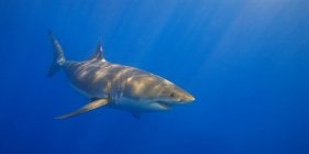 Grande squalo bianco — Foto stock