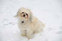 Weißer Hund sitzt im Schnee — Stockfoto