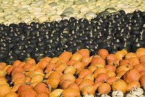 Varie zucca colorata — Foto stock