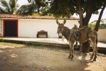 Donkey Standing In Street — Stock Photo