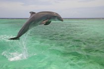 Salto de delfín nariz de botella - foto de stock