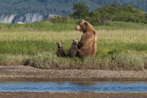 Grizzly Bear And Cubs — Stock Photo