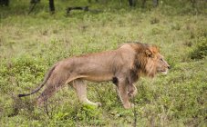 Männlicher Löwe geht — Stockfoto