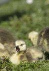 Fuzzy Goslings assis — Photo de stock
