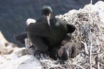 Scopata con pollastrella seduta nel nido — Foto stock