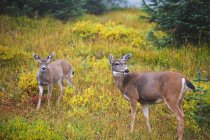 Deer standing on green grass — Stock Photo