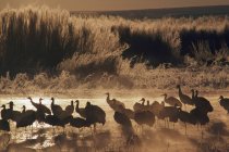 Sandhill Cranes  Flock — Stock Photo