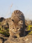 Bobcat Kitten Explores Outcrop — Stock Photo