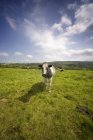 Корови стоять у полі — стокове фото
