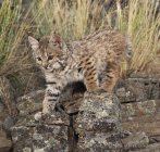 Bobcat  Kitten Explores Rock — Stock Photo