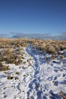 Neve sul campo di erba lunga — Foto stock