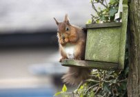 Rotes Eichhörnchen sitzt — Stockfoto