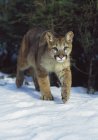 Горный Лев ходит по снегу — стоковое фото