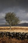 Каменный забор и дерево — стоковое фото
