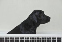 Schwarzer Labrador sitzt im Badezimmer — Stockfoto