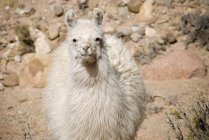Camelid on rocky environment — Stock Photo