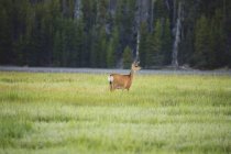 Cervo in piedi su erba verde — Foto stock