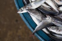 Frischer Fisch auf dem Fischmarkt; bais, negros island, philippinen — Stockfoto
