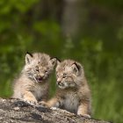 Dos Canadá Lynx - foto de stock