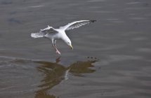 Aterragem de pássaros na água — Fotografia de Stock