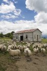 Moutons et Ferme abandonnée — Photo de stock