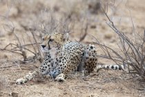 Cheetah tendido en el suelo - foto de stock
