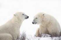 Zwei Eisbären — Stockfoto