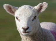 Ovelha com marcação na lã — Fotografia de Stock