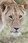 Löwin blickt in Kamera — Stockfoto