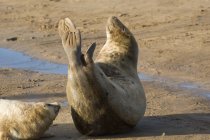 Тюлені, що лежать на пляжі — стокове фото