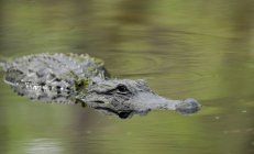 Аллигатор плавает в воде — стоковое фото