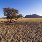 Baum in der Wüste über Sand — Stockfoto