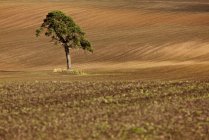 Un singolo albero in un campo — Foto stock