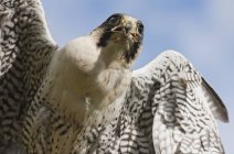 Peregrine Falcon против неба — стоковое фото