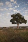 Дерево на краєвид на відкритому повітрі — стокове фото